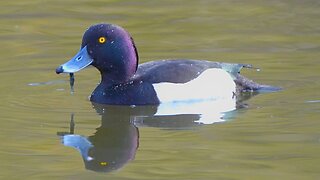 Camera Shy Tufted Ducks. Diving Ducks