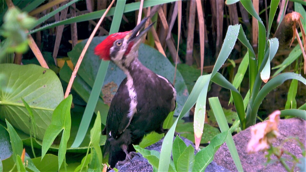 Prehistoric-looking woodpecker is a magnificent backyard sight