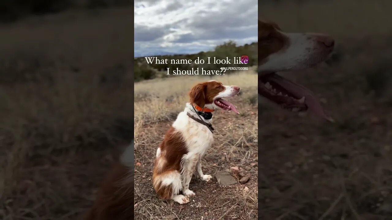 What NAME does this BIRD DOG look like he should have?? #shorts #hunting #dog #birddog #name