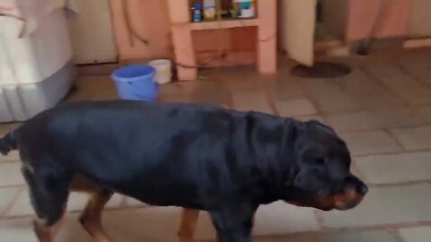 Jerry and Aaru are made for each other Dog protecting baby the rott best Video 4