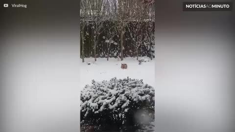 Raposa se diverte na neve com brinquedo de cachorro