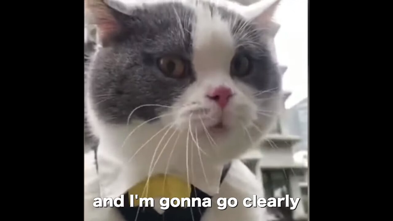 cats talking !these cats can speak english...