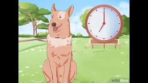 HOW TO SAFELY CORRECT YOUR DOG!