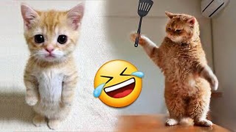 Funniest Cats and Dogs Videos 😺🐶.mp4