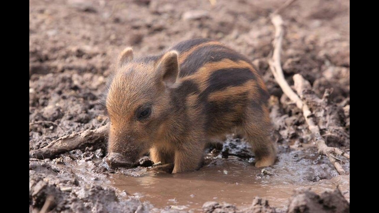 Angry boar baby