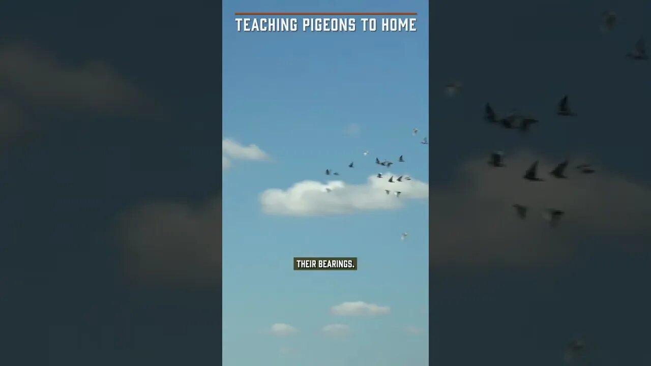 Keeping Homing Pigeons for Gun Dog Training!