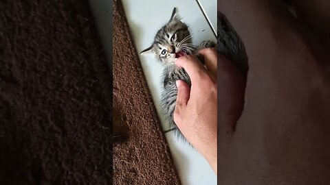 playing with kitten