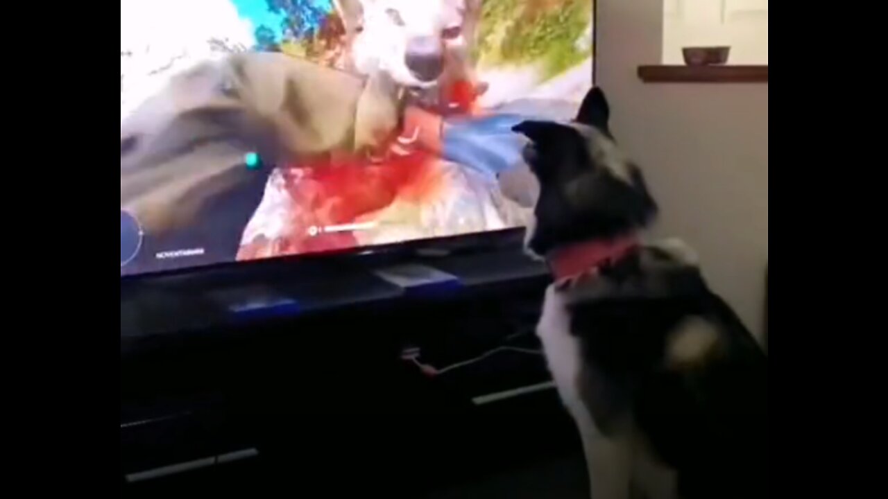 Dogs watching tv compilation LOL