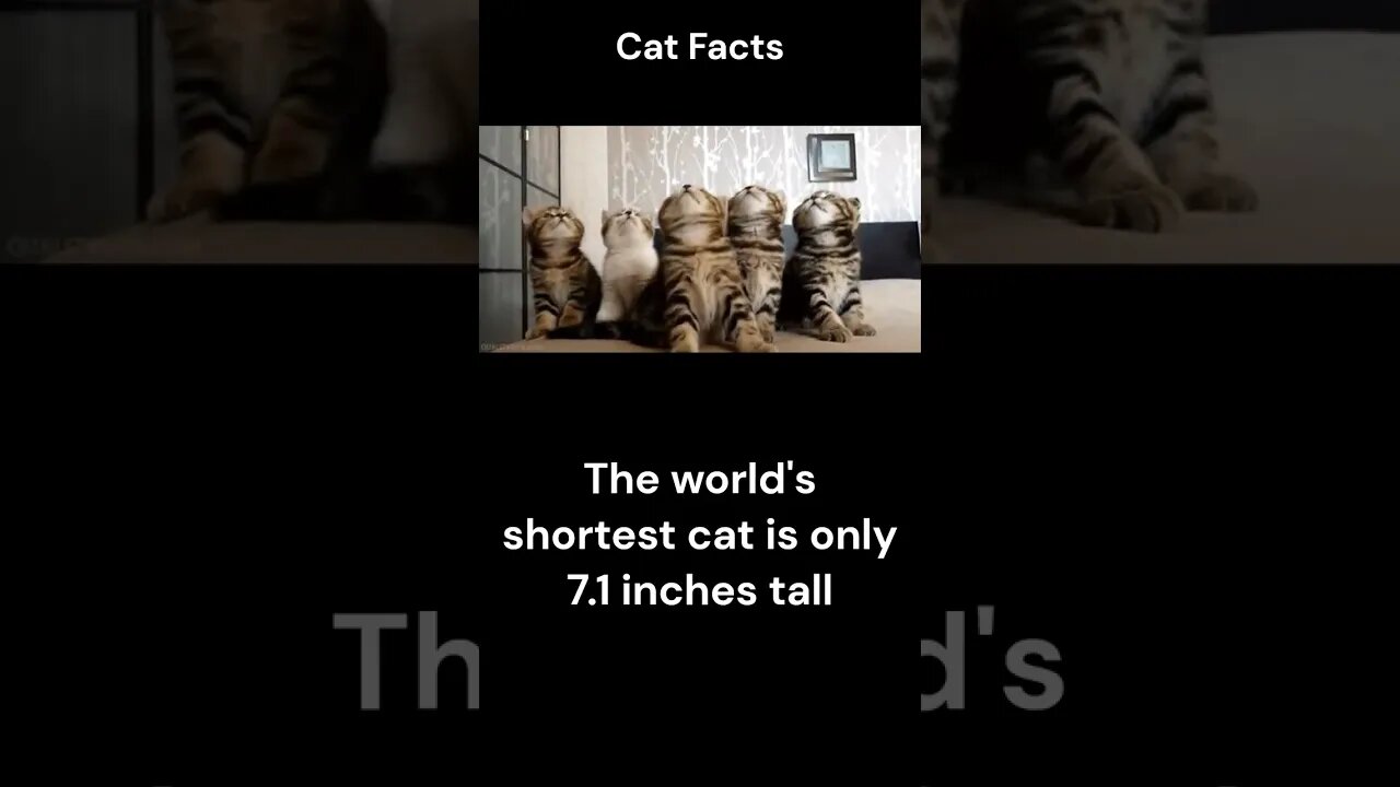 Cat Facts #shorts #youtubeshorts #cat #facts #Humor