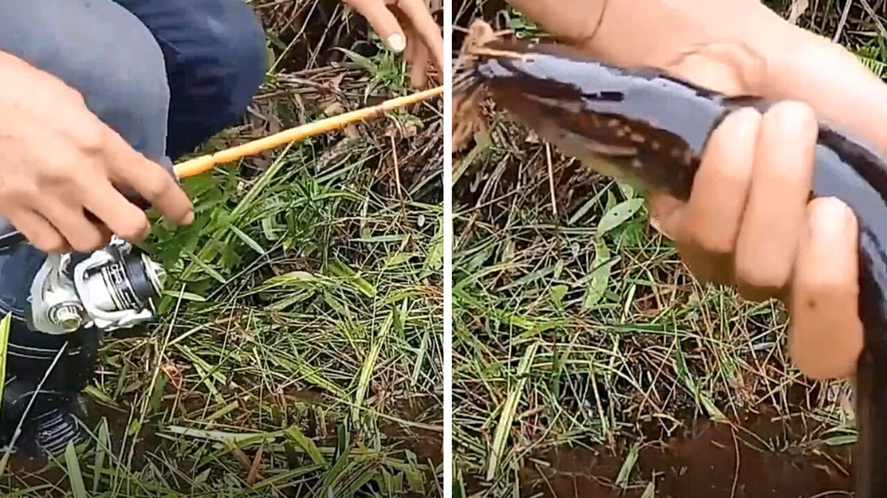 There's No Better Way To Catch Cat Fish Using This Method!