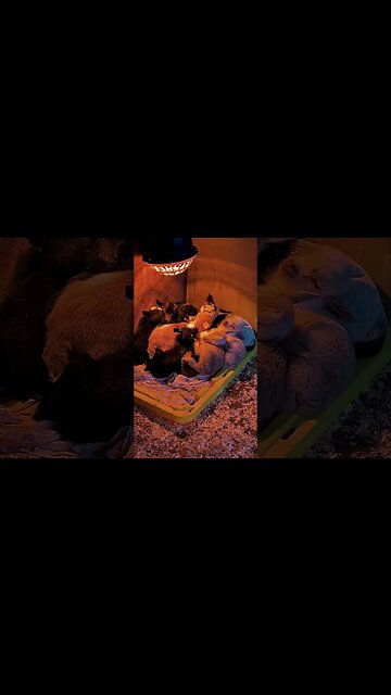 10 Baby Goats Sleep While the Rain Falls on the Tin Roof #babygoats #farmlife #nigeriandwarf