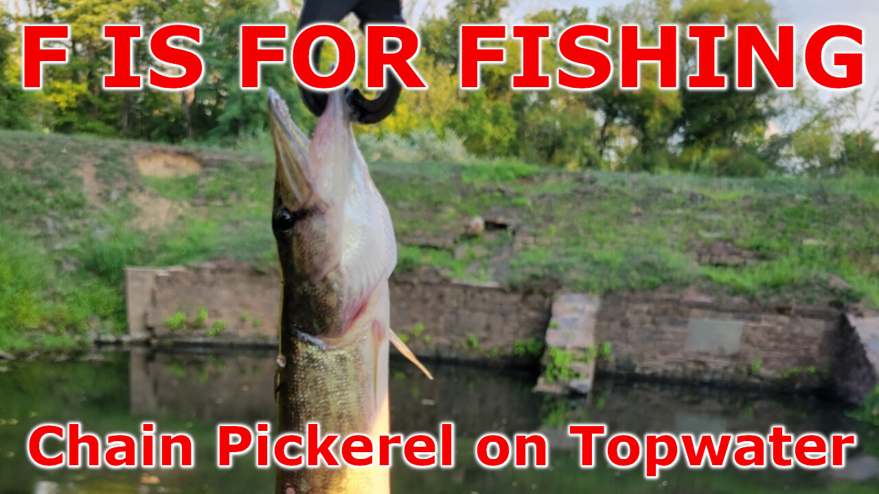 Chain Pickerel on Topwater