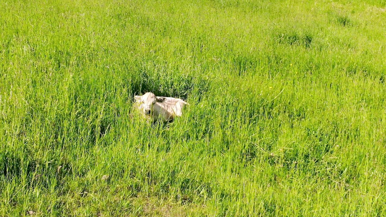 Concerned farmer uses drone to check on sick calf