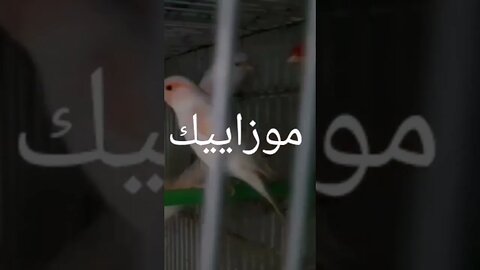 طائر الكناري الموزاييك روعة