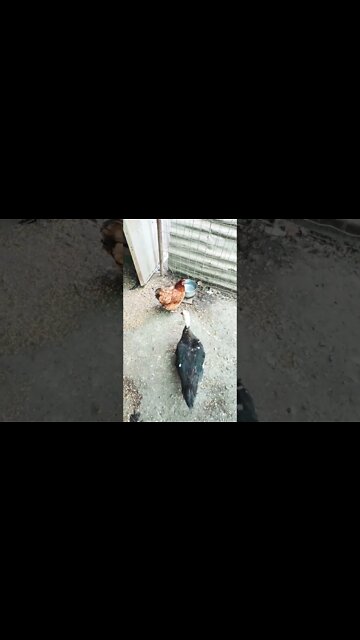 Good morning P2 and ducks 12th November 2022