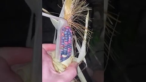 Purple And Pink Corn tiktok mummi568