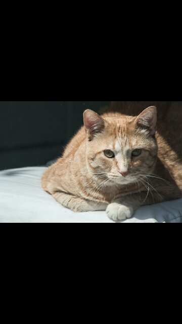 Cat Doesn't Like The Smell Of Broccoli And Almost Vomits - Cats Tiktok (Funny Animals #301)