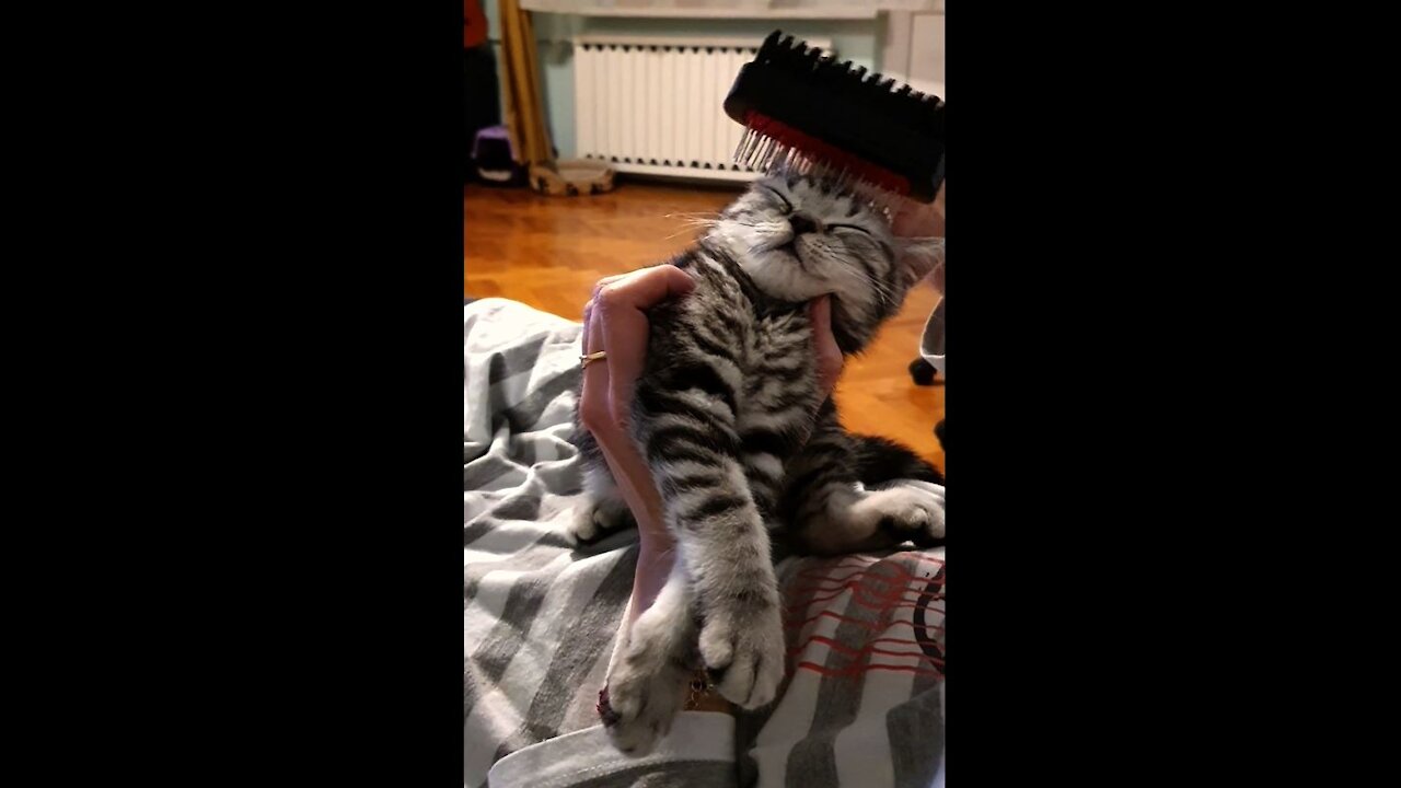 Cute little kitty is purring while she is being brushed