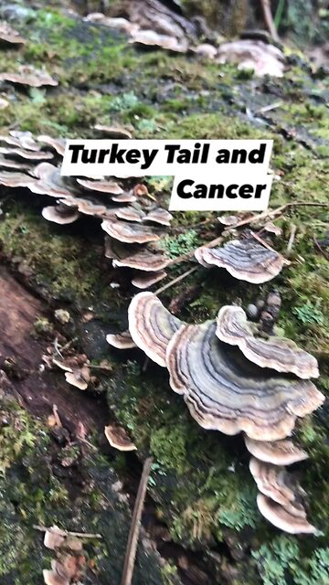 Turkey Tail and CANCER (Trametes versicolor) #survival #Newzealand