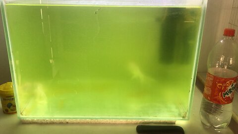 Algae in my goldfish tank