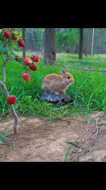 Cute Video of animals in action