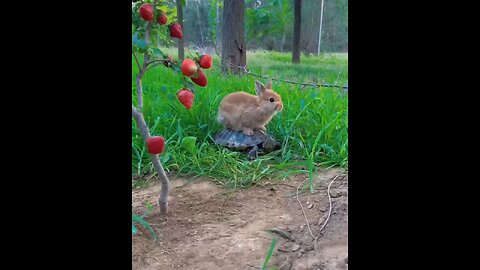 Cute Video of animals in action