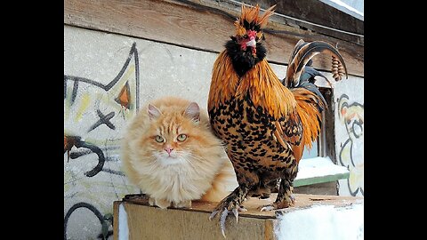 Funny Animals Cock vs Cat