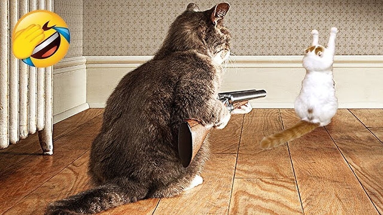 Funny memes, Funny Videos, least funny animals video, cats funny video, dogs funny memes Funny