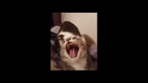 FUNNY CAT SCREAM VIDEO.