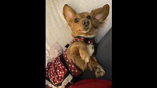 Weiner dog infatuation with pupa-chinos!
