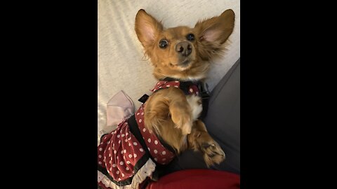Weiner dog infatuation with pupa-chinos!