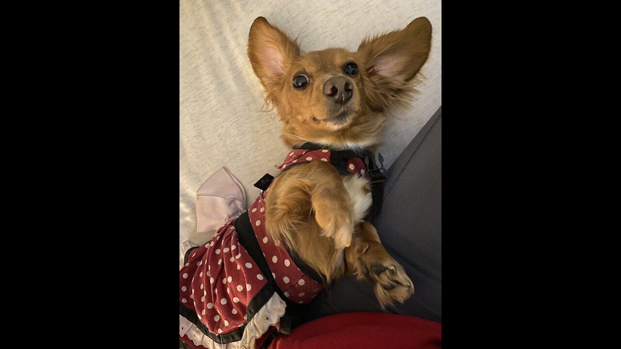 Weiner dog infatuation with pupa-chinos!
