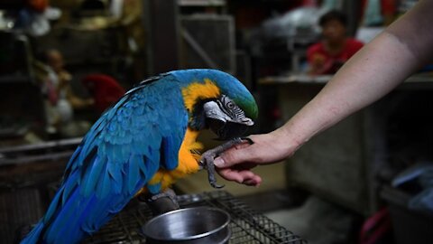 A parrot is angry at its owner