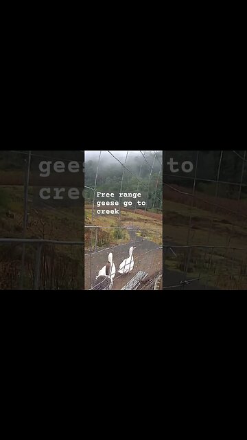 Farm surveillance. Free range geese