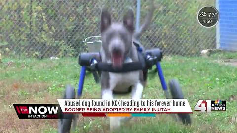 Abused dog in KCK heading to 'furever' home