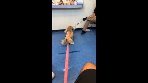 two dogs playing at the Vet