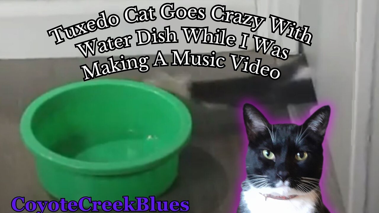 Tuxedo Cat Goes Crazy With Water Dish While I Was Making My Music Video