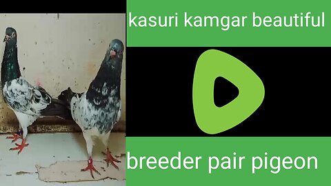 Kasuri kamagar beautiful breeder pair