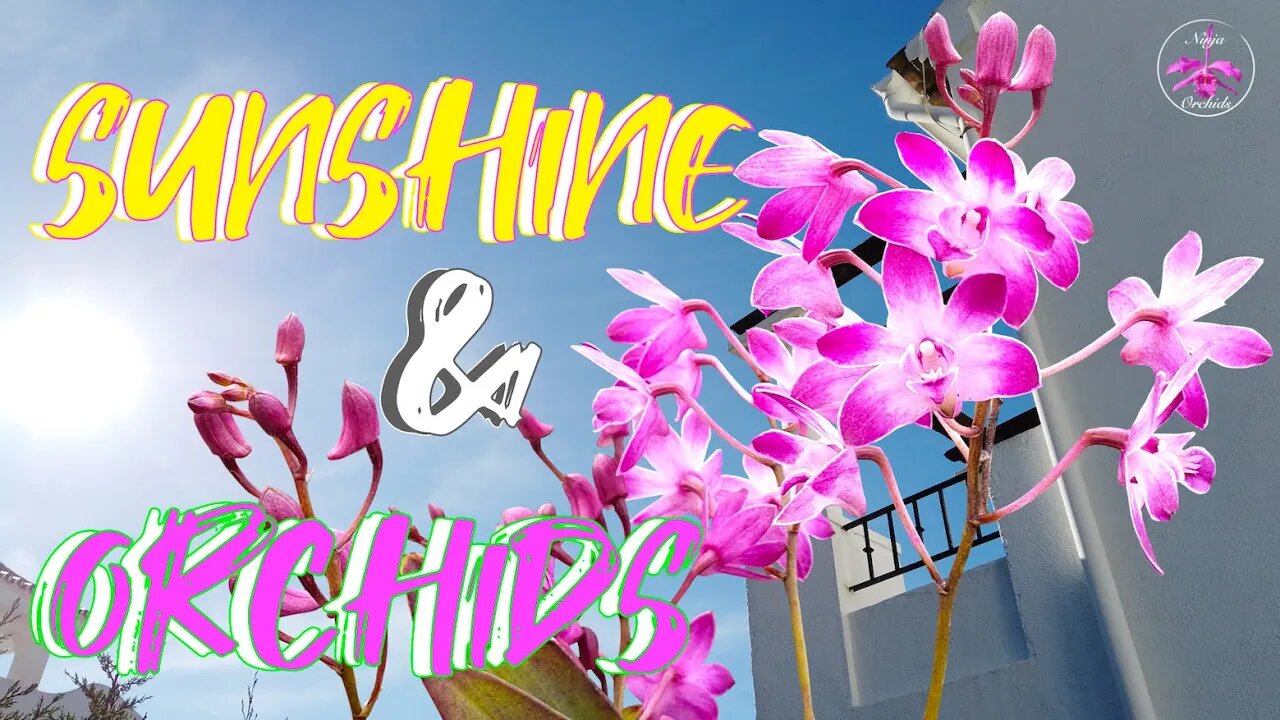 Orchids & Winter Sunshine | Cold Symptoms | Happy Orchids | Stressed Orchids #ninjaorchids