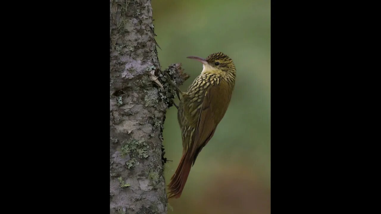 canto arapaçu escamado do sul