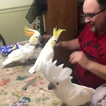 Trio of cockatoos have dance party with owner