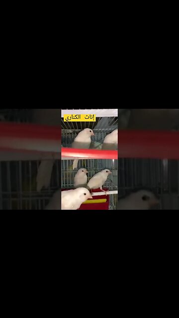 إناث الكناري للتزاوج كيوت روعة