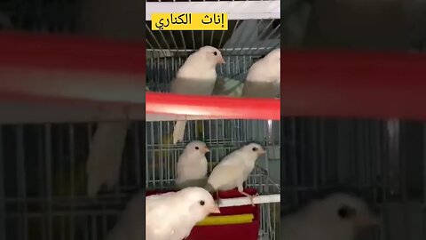 إناث الكناري للتزاوج كيوت روعة
