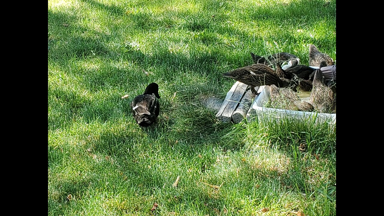 Baby Duck Update: They're All Grown up!