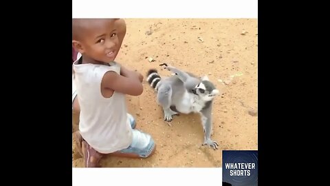 Lemur demands to be patted #shorts #animals #lemur #funny #cute