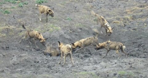 Wild Dogs vs Warthog