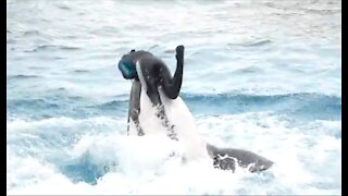 SEA WORLD