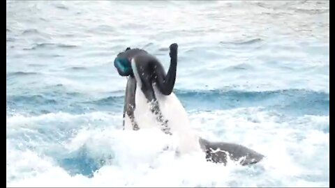 SEA WORLD