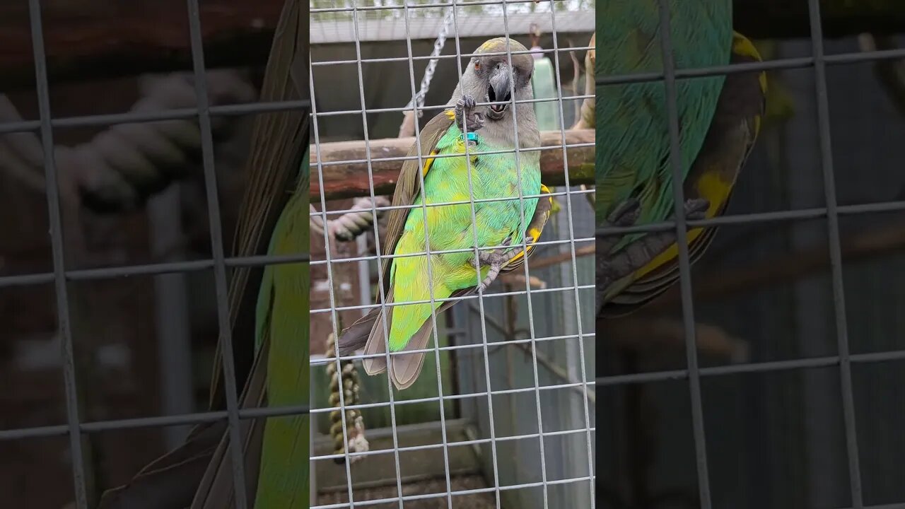 Meyer's parrot