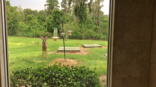 Beautiful Buck Enjoys a Snack at the Bird Feeder